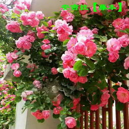 蔷薇花的种植技巧