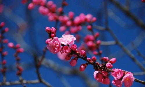 海南是否适合种植梅花？