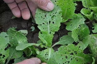 绿豆虫的生活习性及防治措施