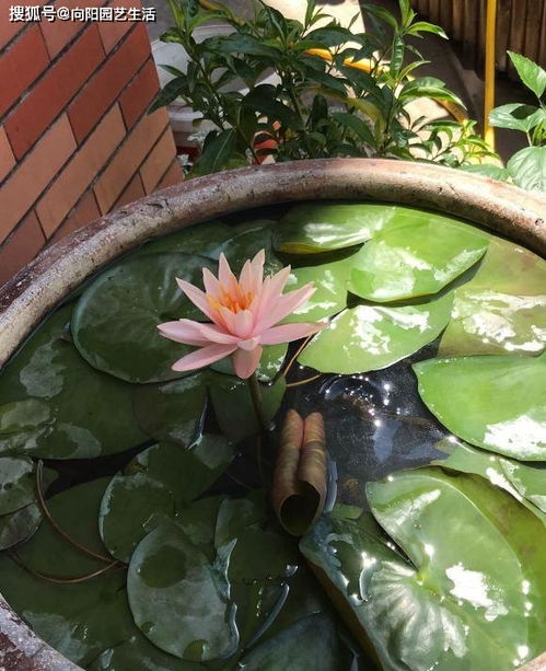 清理睡莲的三种方法