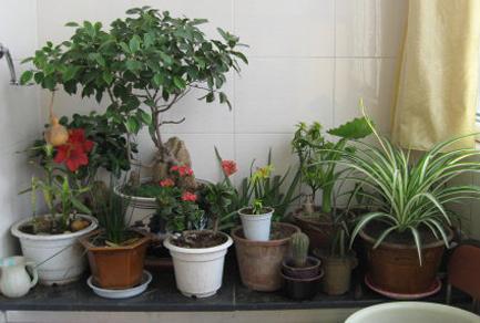 推荐几种耐热省水的花