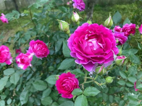 月季病虫害：防治是关键