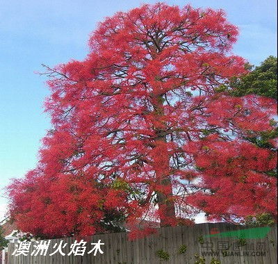 澳洲火焰木，生长习性如何
