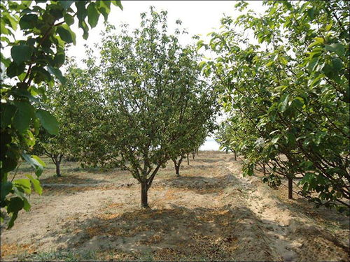 保护海棠树， 从我Zuo起