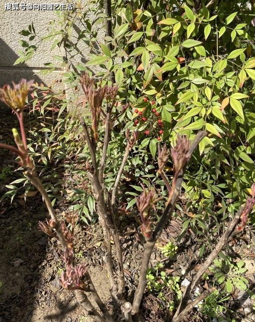 牡丹花苗什么时候种植最合适？春季还是秋季