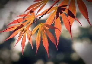 鸡爪槭的变色之谜