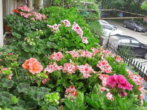 松果菊皮实耐堪，年年开花不歇气