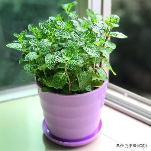 跳舞草市场价约50-100元/盆