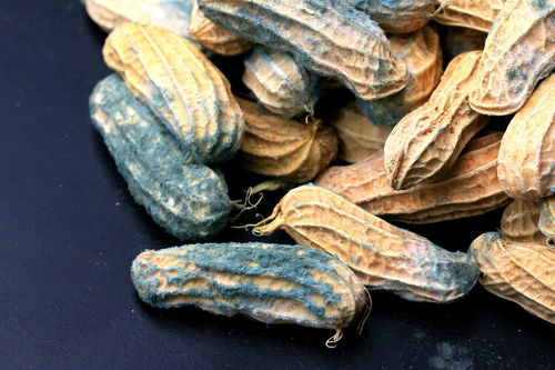 急救方案，防止兰瓜发霉