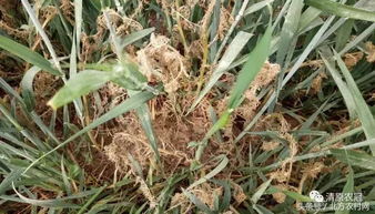 使用除草剂， 还得注意这些细节