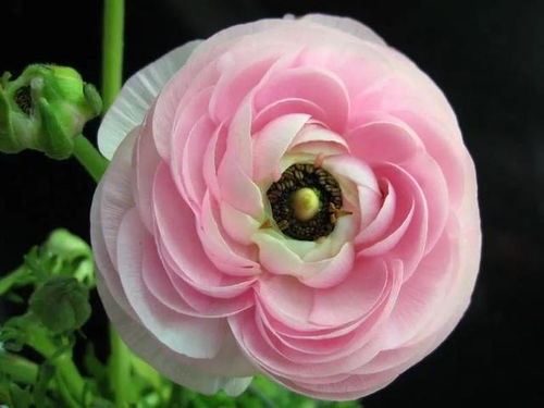 花毛茛球根如何保存？拆分一球根