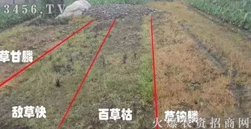百草枯， 遇雨效果受影响不大