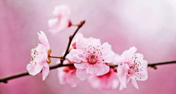 桃花春节怎么养？如何保持花开不败