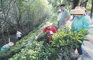 新疆吐和高速的治沙经验