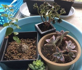 “观叶植物浇水至土壤完全湿润，即浇透