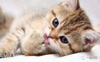 宠物添加剂预混料中，哪些成分对猫咪的健康最为关键？