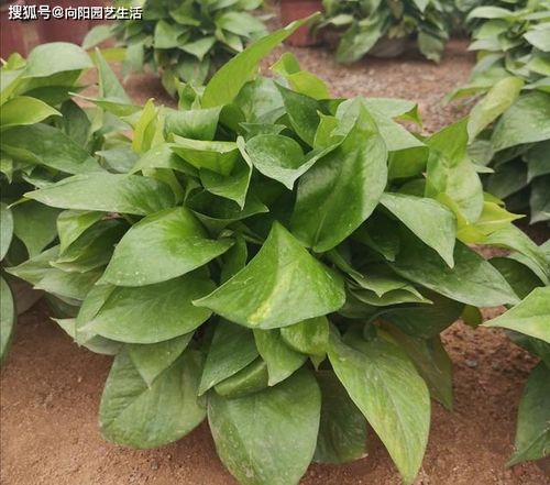 绿萝土养长得慢，是土壤出了问题吗