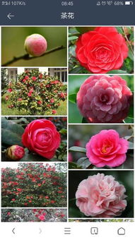 移植过程中的小贴士