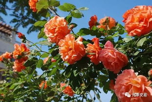 3、 红色龙沙宝石月季