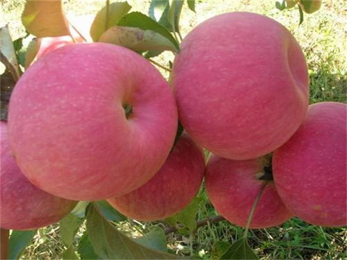 红肉苹果苗3年结果？老果农揭秘生长周期