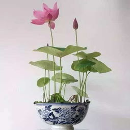 观赏碗莲怎么种植？如何让莲花在碗中绽放