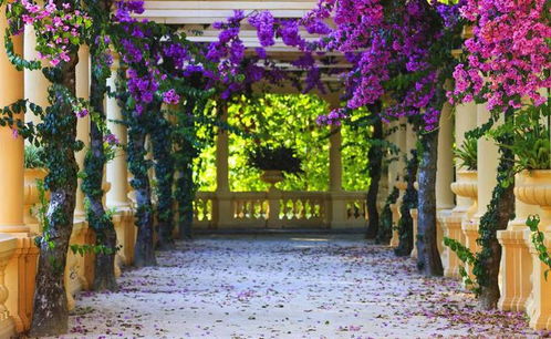 交错种植，堪堪效果