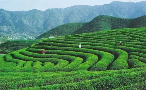 在茶行间种植万寿菊的智慧