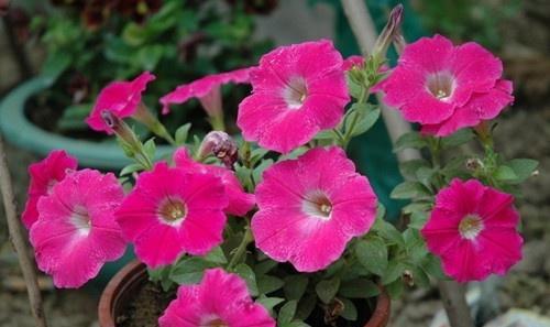 二、 重瓣矮牵牛，开花热闹