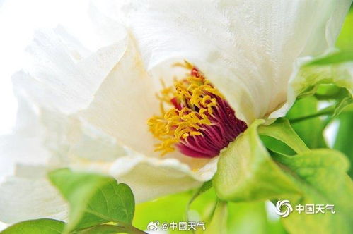 惯与牡丹花的几个疑问