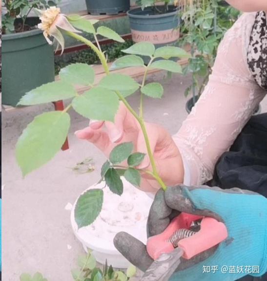 木质化， 花朵的骨骼