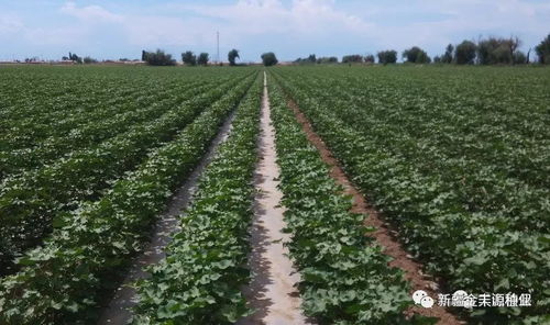 虫害的解决：甲维盐的广泛应用