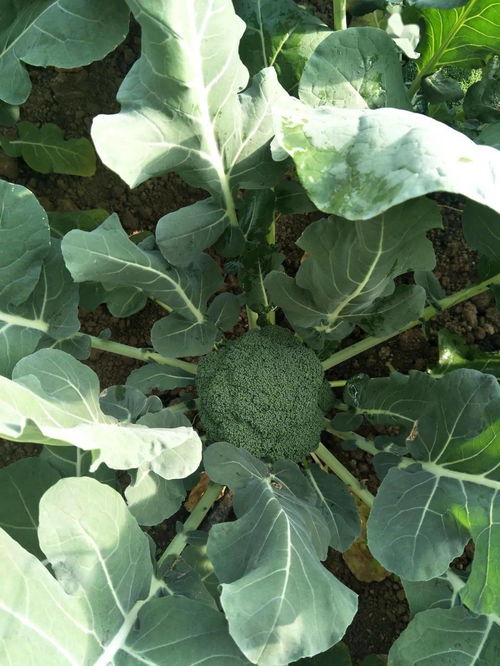 秋播VS春播产量对决