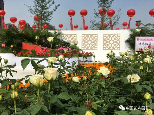 月季花开， 美丽南阳