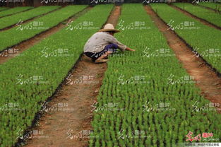 党参繁殖要用新种子， 为使种子早发芽，播种前把种子放在40～50℃温水中浸种