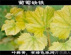 秋海棠叶子黄，是土壤缺肥吗