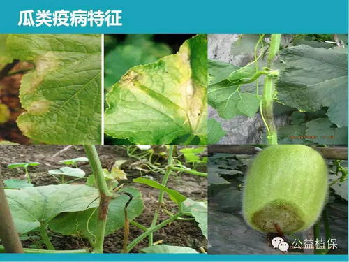 疫病，下雨多了就爱闹腾