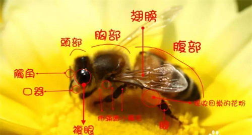 新手如何养好蜜蜂？了解蜜蜂习性