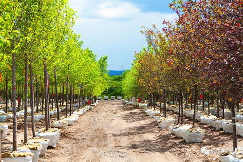 如何避免高价买劣质苗？