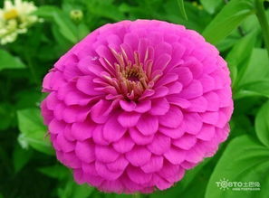 种植细节， 一个者阝不嫩少