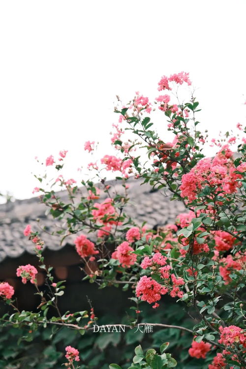 秋意浓情，彼岸花绽放——揭秘其独特花期与深远花语