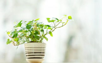 20种奇特植物大揭秘：探索自然界的趣味奥秘