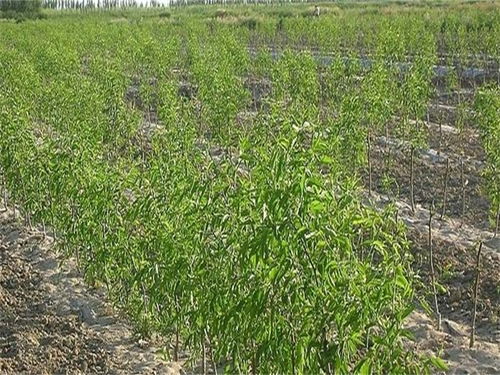 枣树苗最佳种植时间是什么时候？如何进行枣树种植