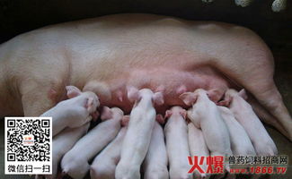 母猪子宫炎症频发？如何有效预防