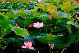 贵州夏季荷花观赏胜地推荐