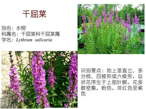 因地制宜， 种植有技巧