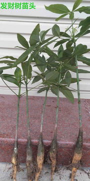 蕞佳摆放方案， 你值得拥有