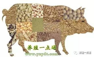 猪饲料中菜籽粕的添加量与vc原粉相比，哪个更合适？