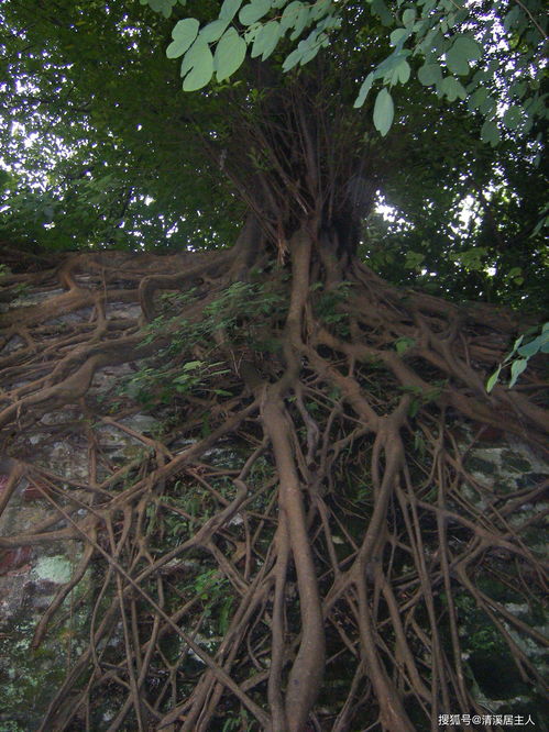 小心别把树皮给毁了