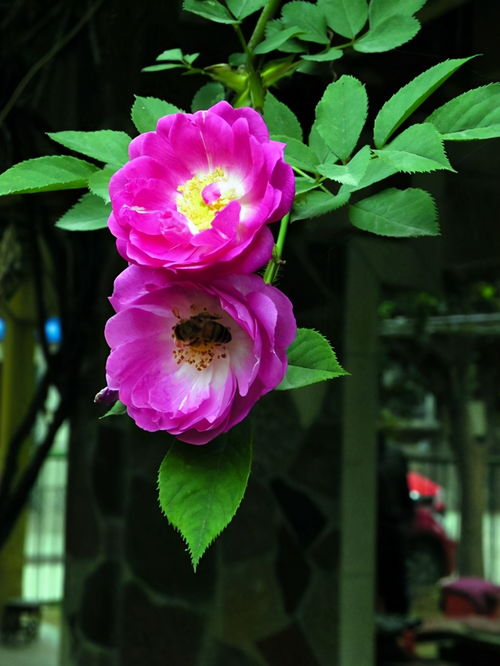 花的智慧， 让人敬佩