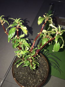 吊兰长白色虫，是啥虫子
